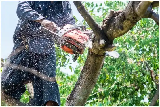 tree services Bryn Athyn